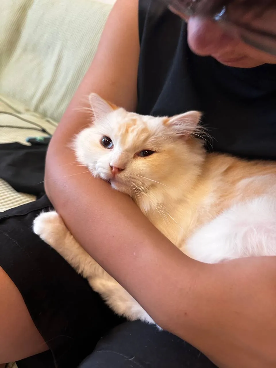 cat resting on my arm